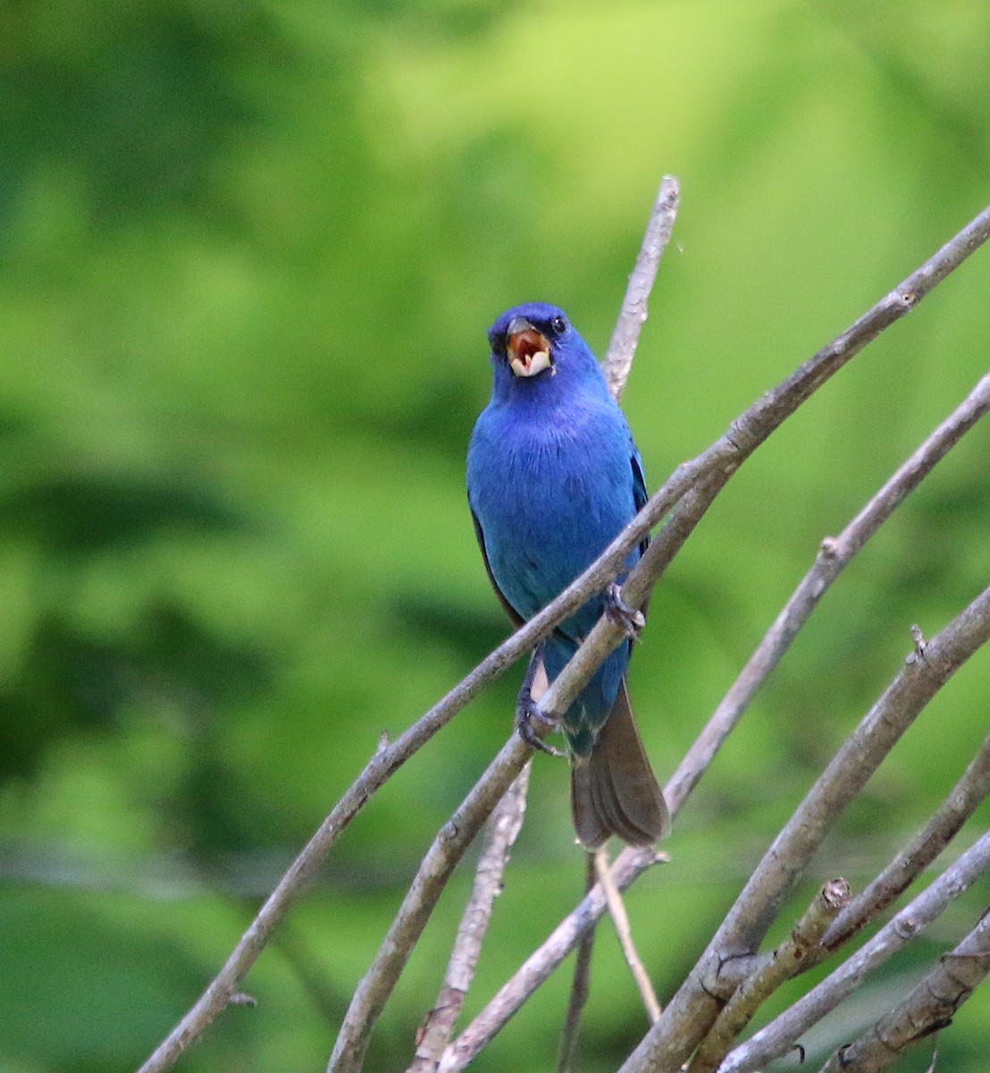 Indigo Bunting - ML230216221