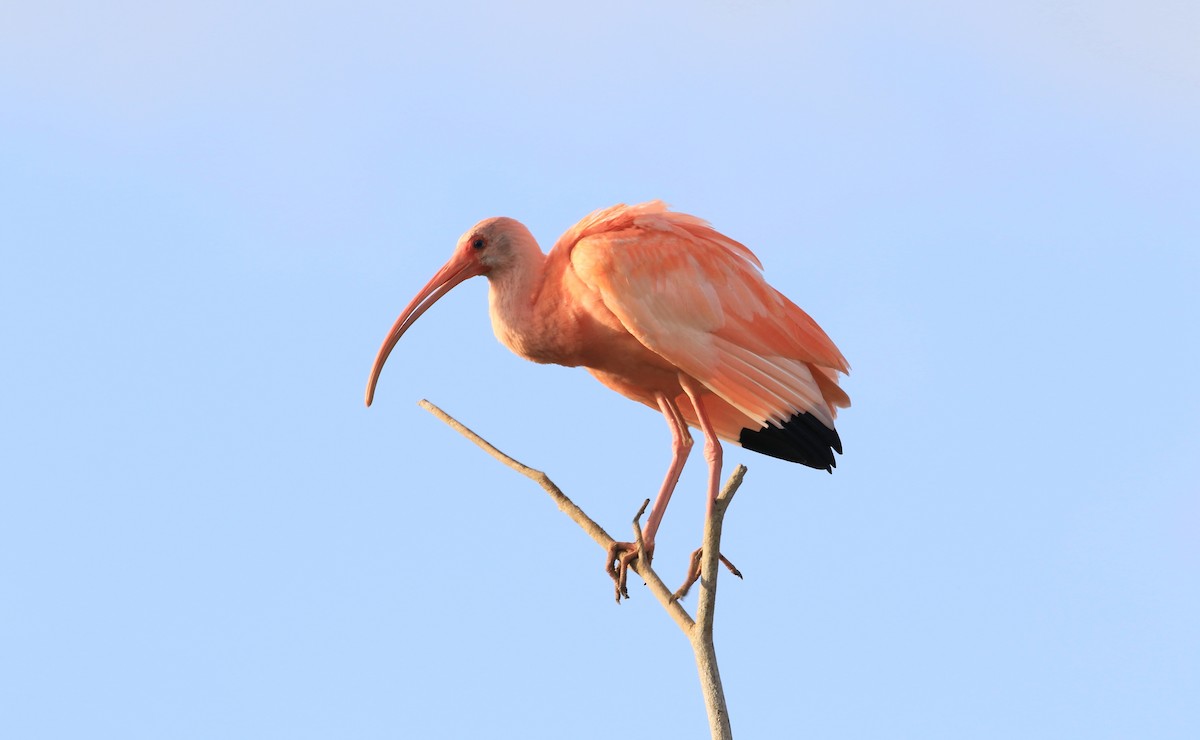 Scarlet Ibis - ML230216561