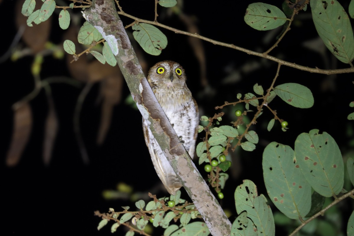 Oriental Scops-Owl - Andres Choussy