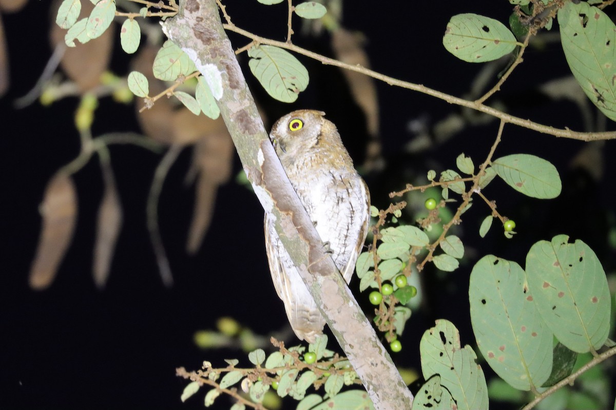 Oriental Scops-Owl - ML230217231