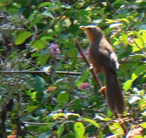 Rufous Babbler - ML23021761