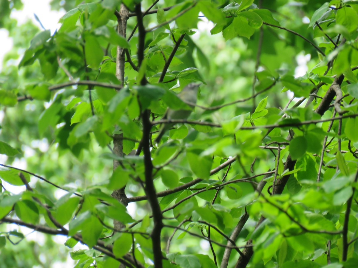 Blue-headed Vireo - ML230218731