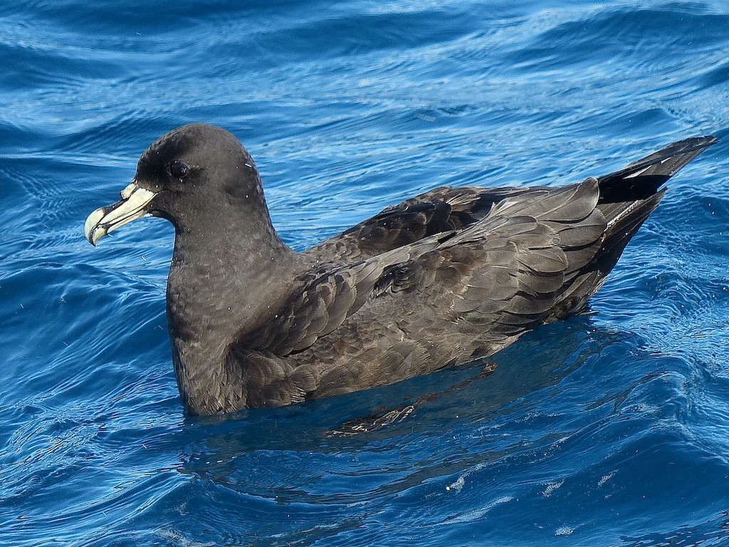 White-chinned Petrel - Jay Hand