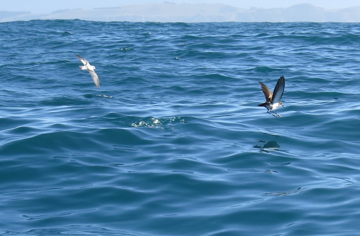 White-faced Storm-Petrel - ML23021971