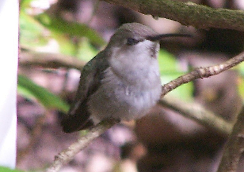 Black-chinned Hummingbird - ML230219971