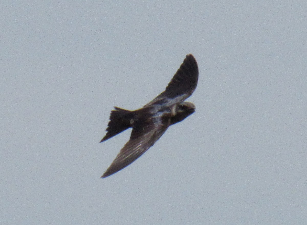 Purple Martin - ML230220581