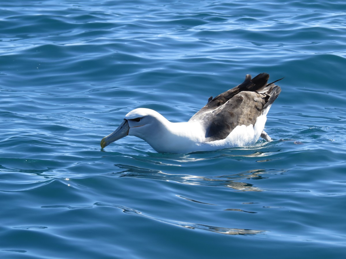 White-capped Albatross - ML23022101