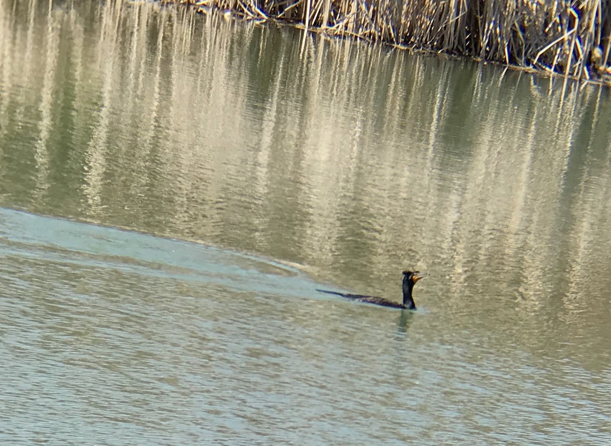 Double-crested Cormorant - ML230224681