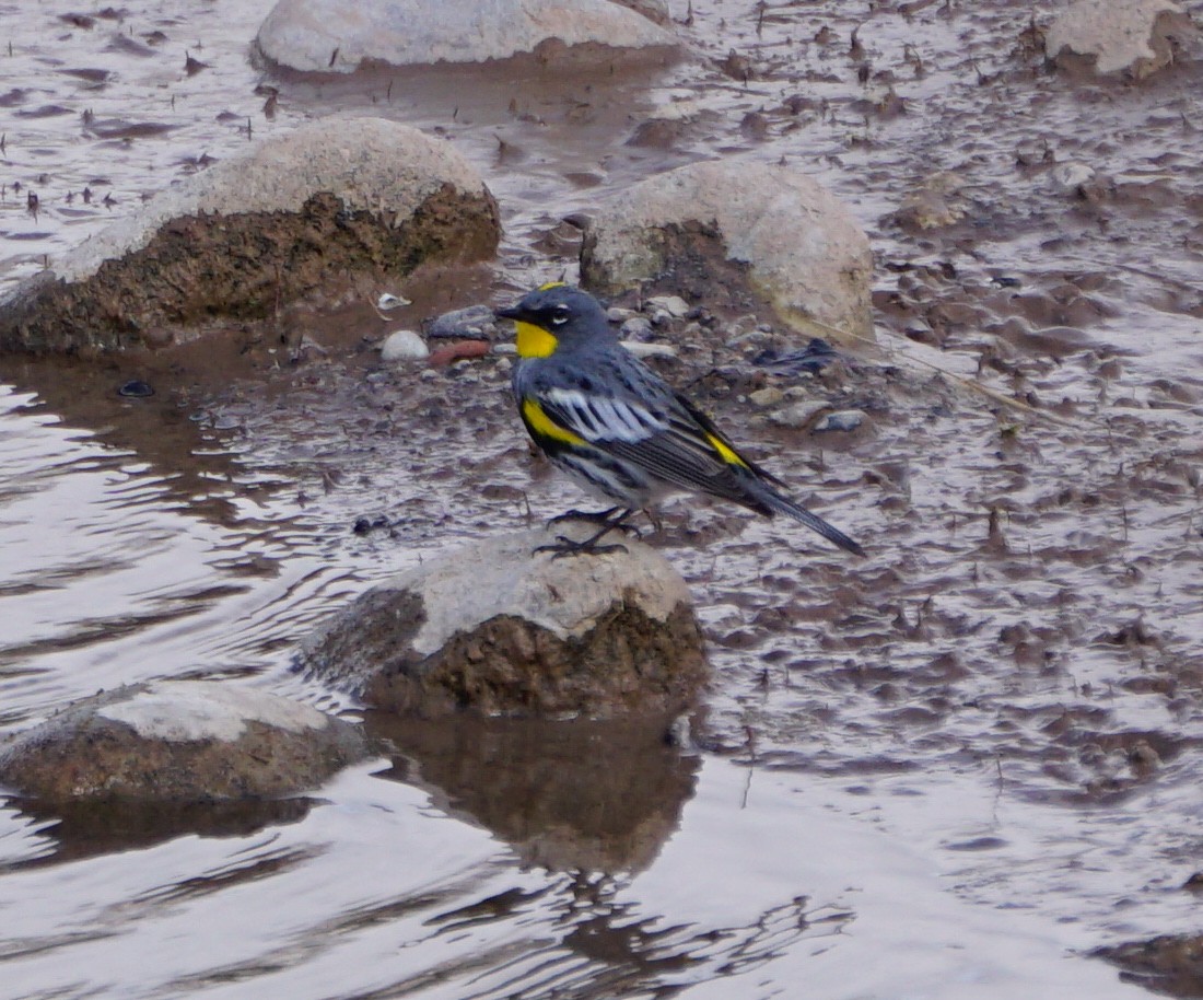 Yellow-rumped Warbler (Audubon's) - ML230225611