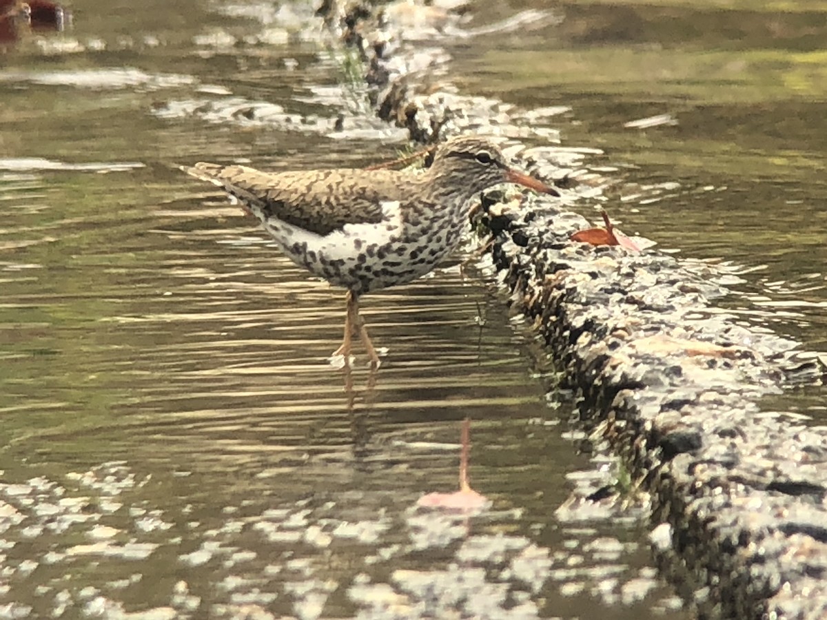 Spotted Sandpiper - Donald Crawford