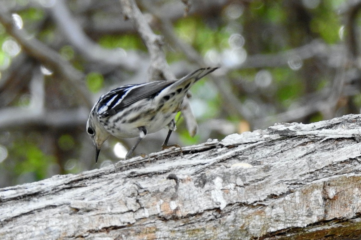 Black-and-white Warbler - ML230226831