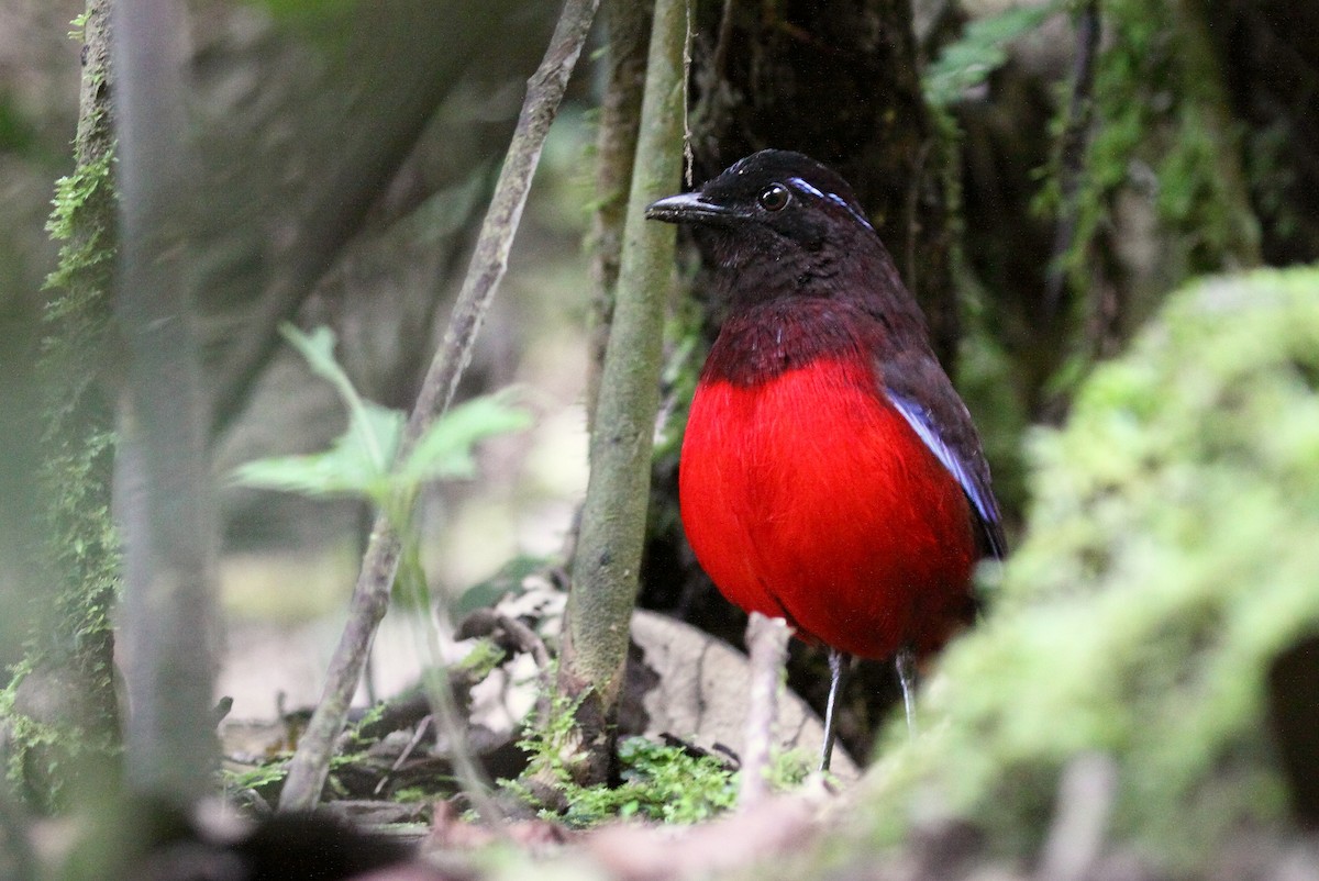 Graceful Pitta - Richard Fuller