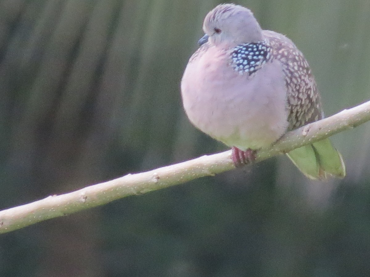 Spotted Dove - ML23022781