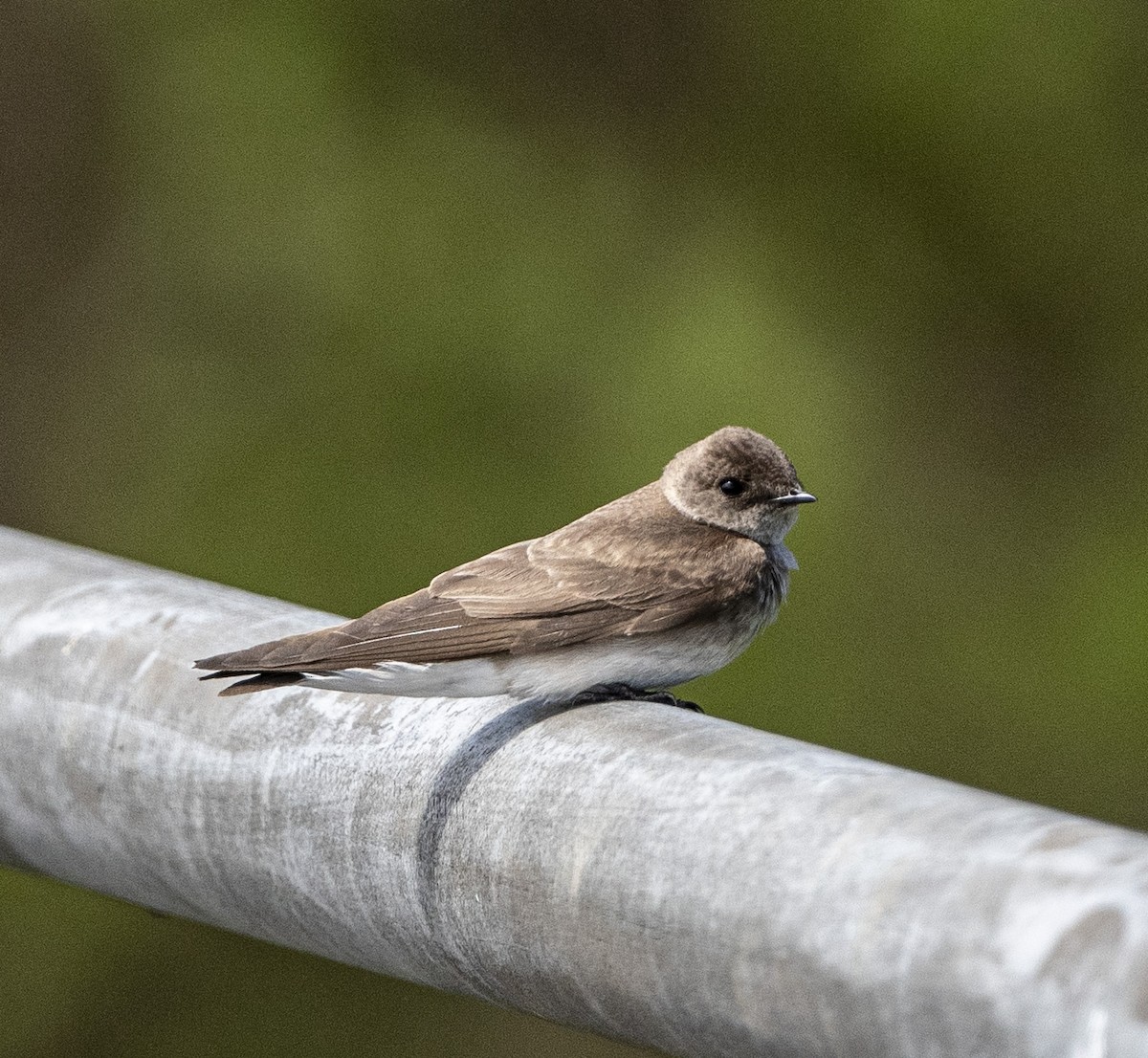 Northern Rough-winged Swallow - ML230228281