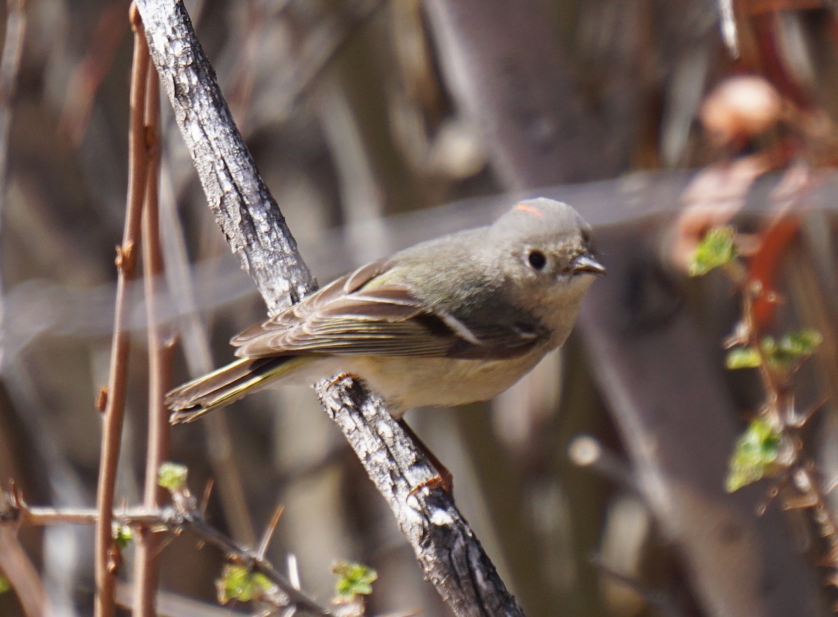 Ruby-crowned Kinglet - ML230229171