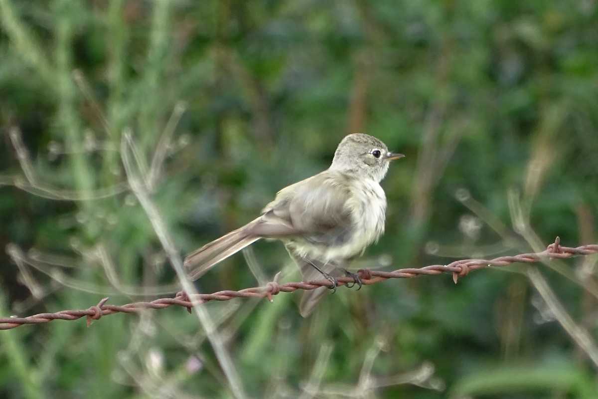 Gray Flycatcher - ML230230011