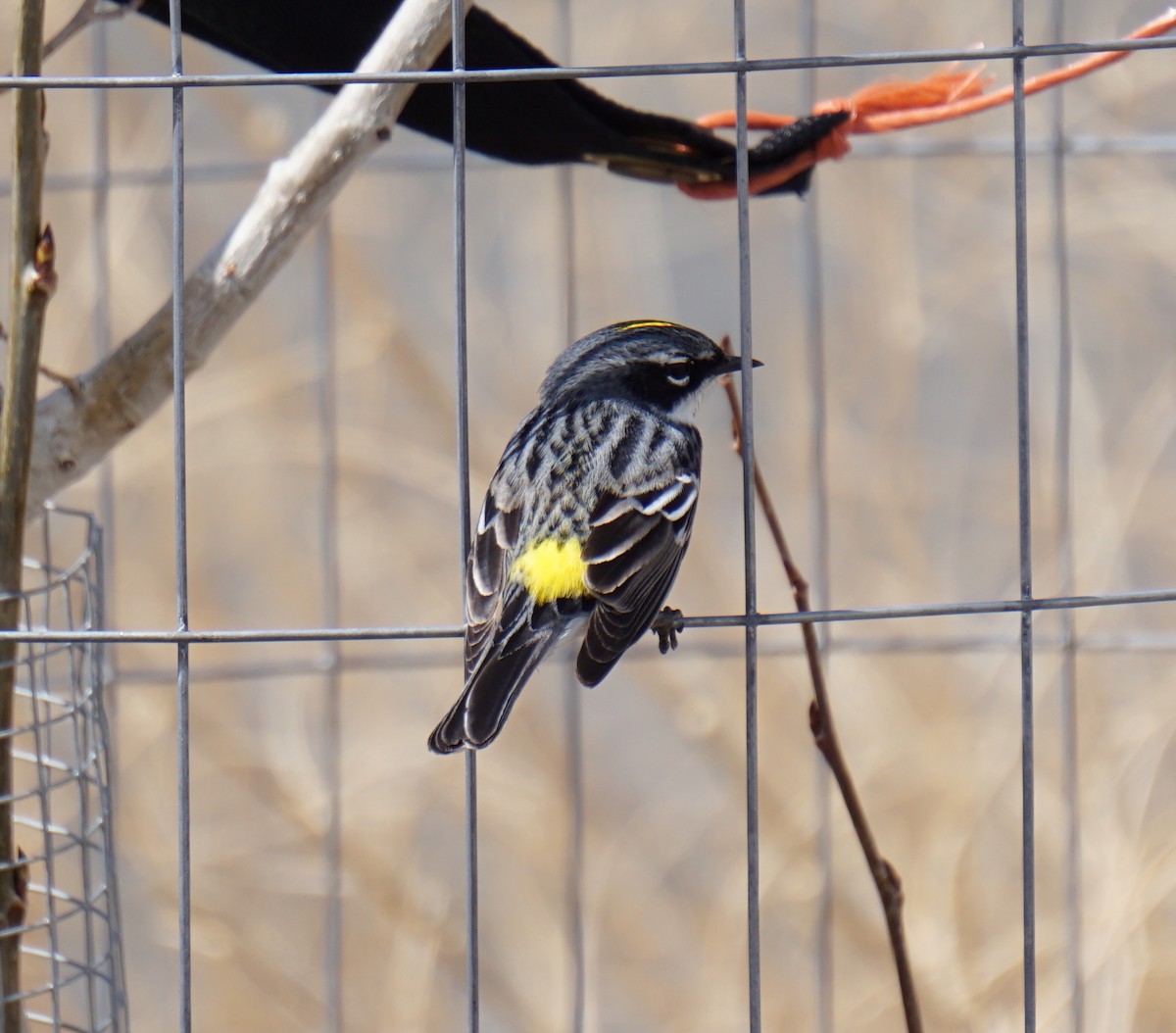 Yellow-rumped Warbler (Myrtle) - Seth Halman