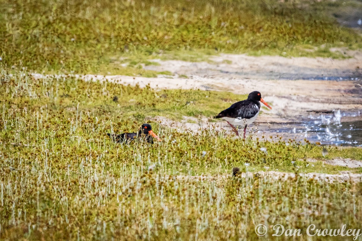 Pied Oystercatcher - ML23023021