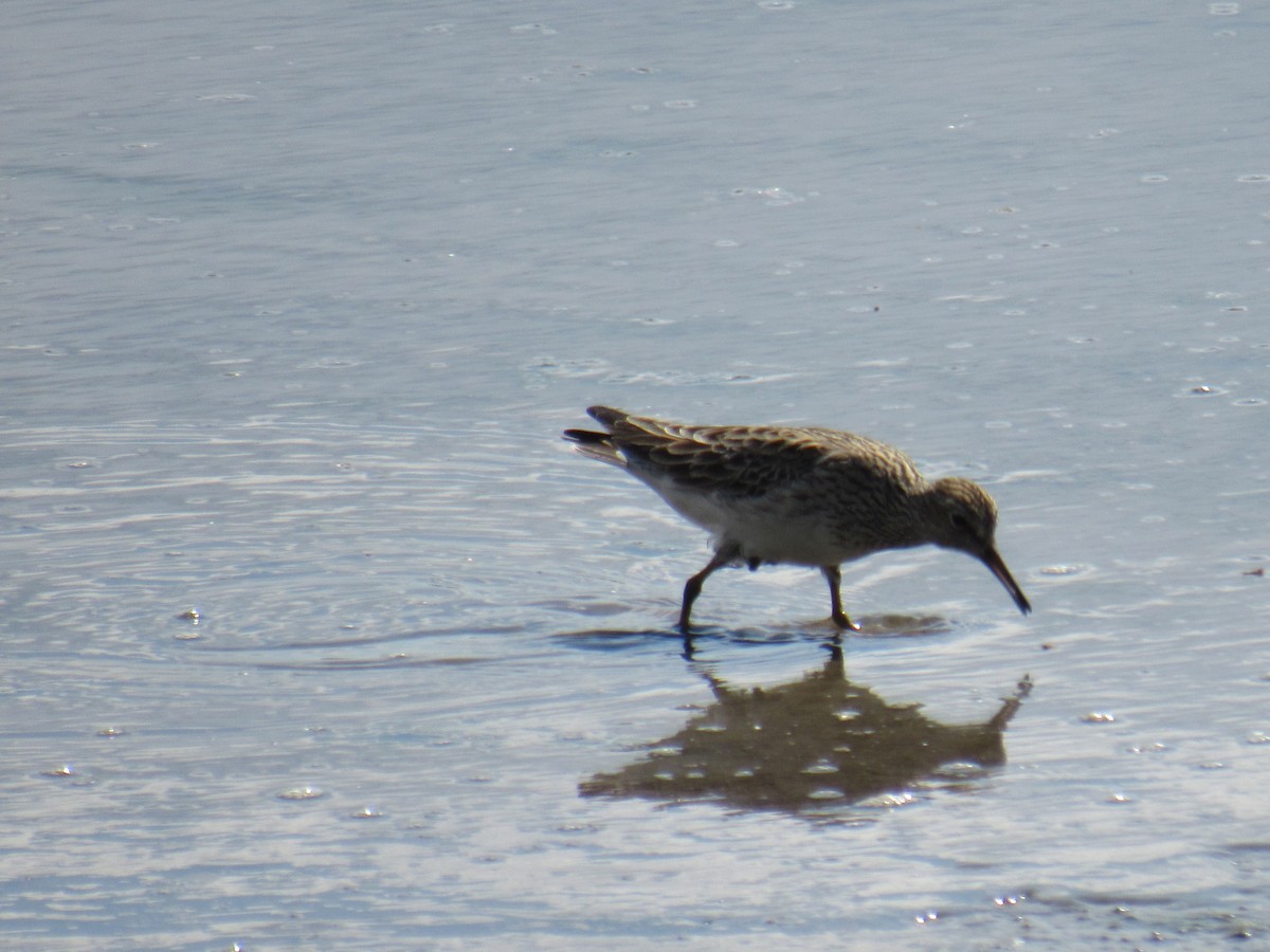 White-rumped Sandpiper - John Coyle