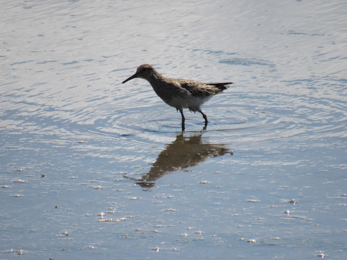 White-rumped Sandpiper - John Coyle