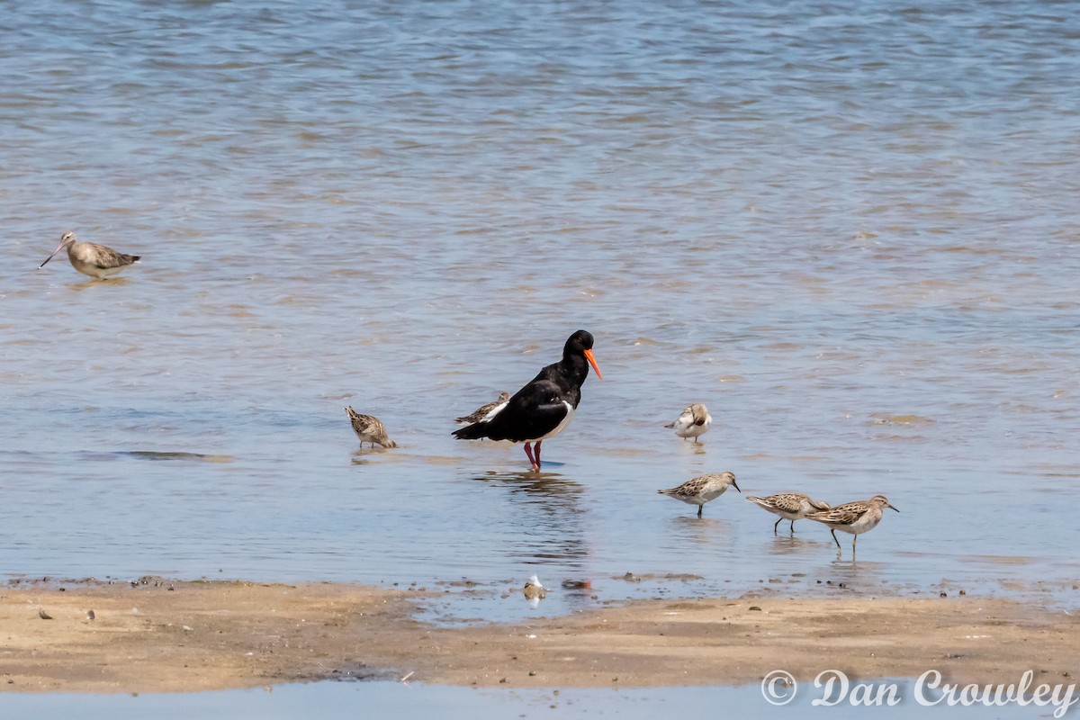 Pied Oystercatcher - Dan Crowley