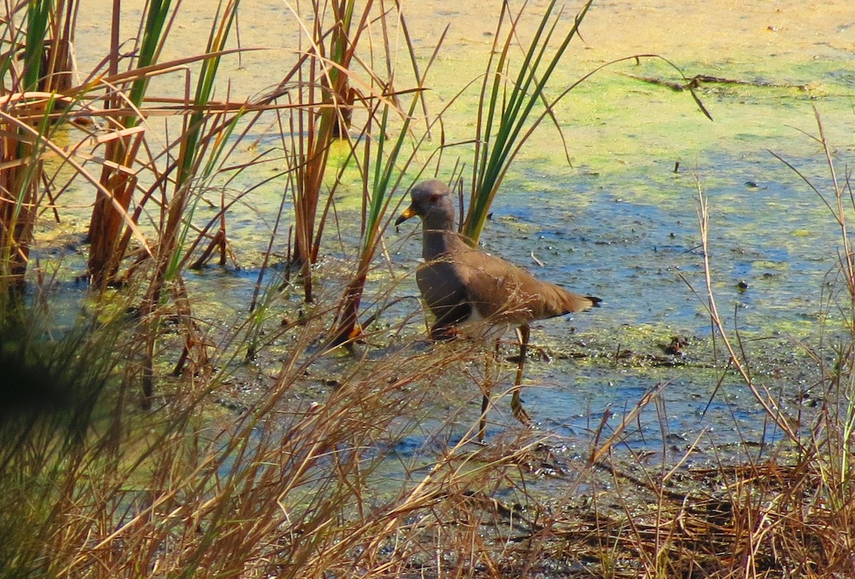 Gray-headed Lapwing - ML23023201