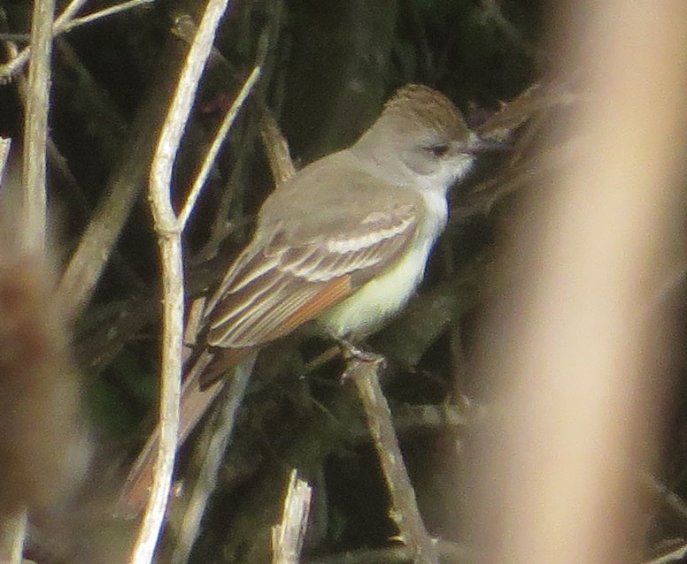 Ash-throated Flycatcher - ML230234011