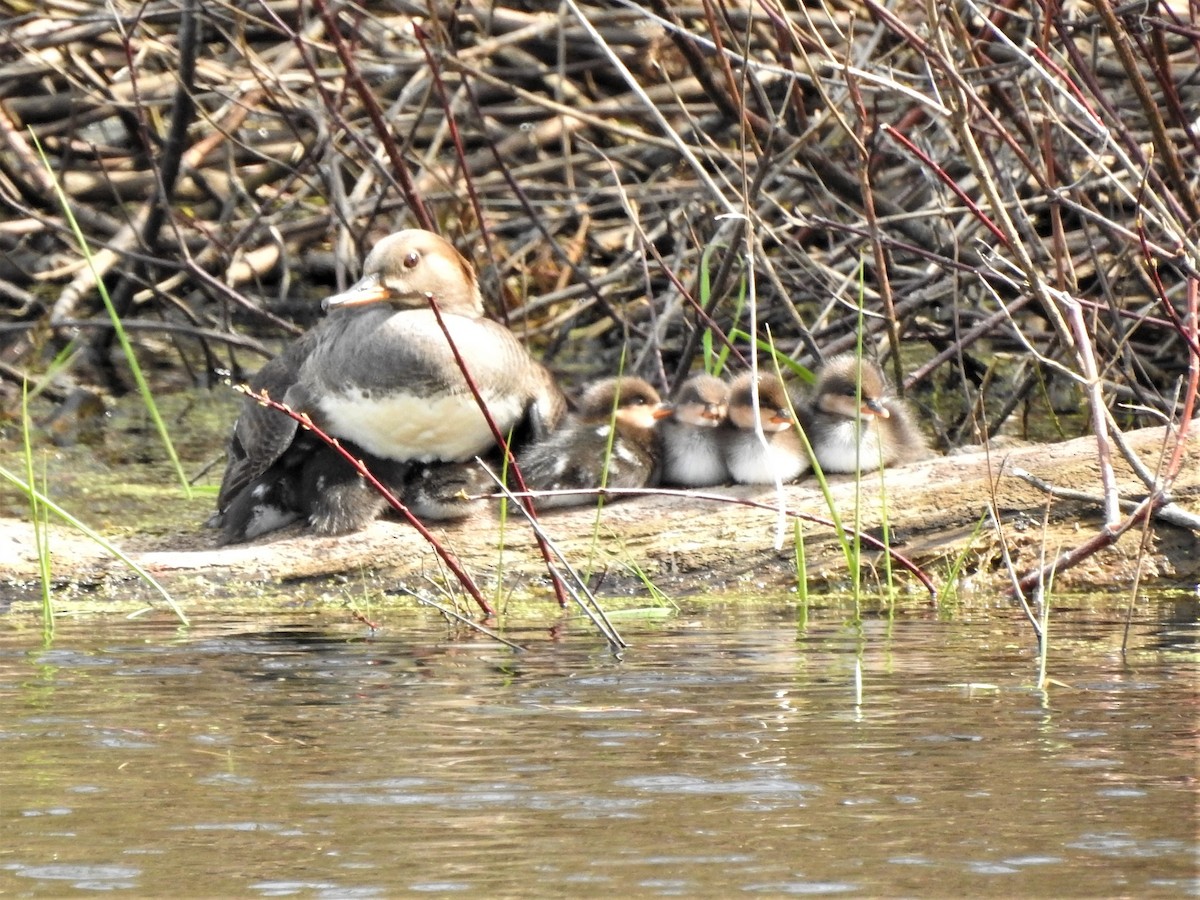 Hooded Merganser - ellen horak