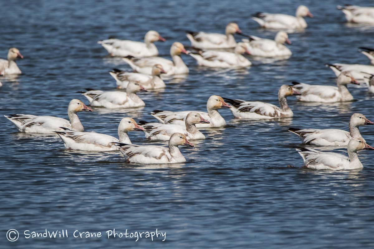 Snow Goose - Will Sebern