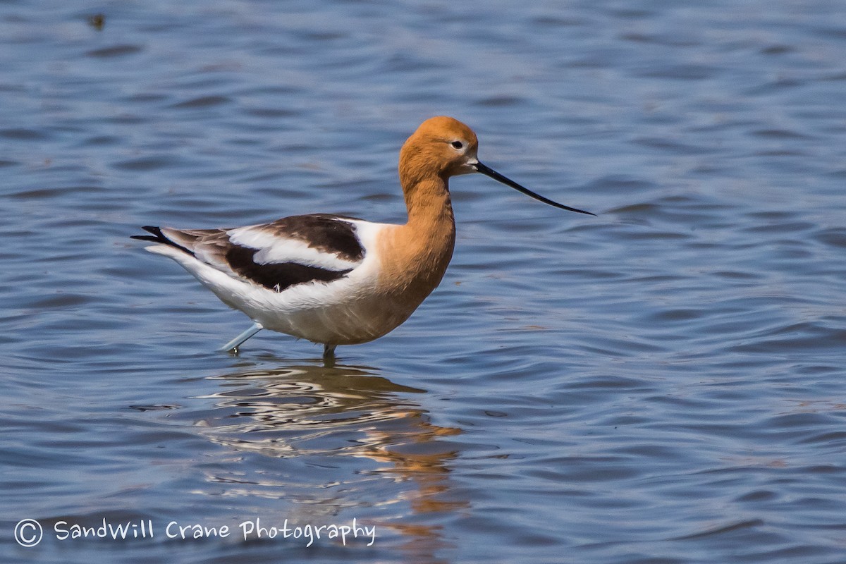 Avocette d'Amérique - ML230236311