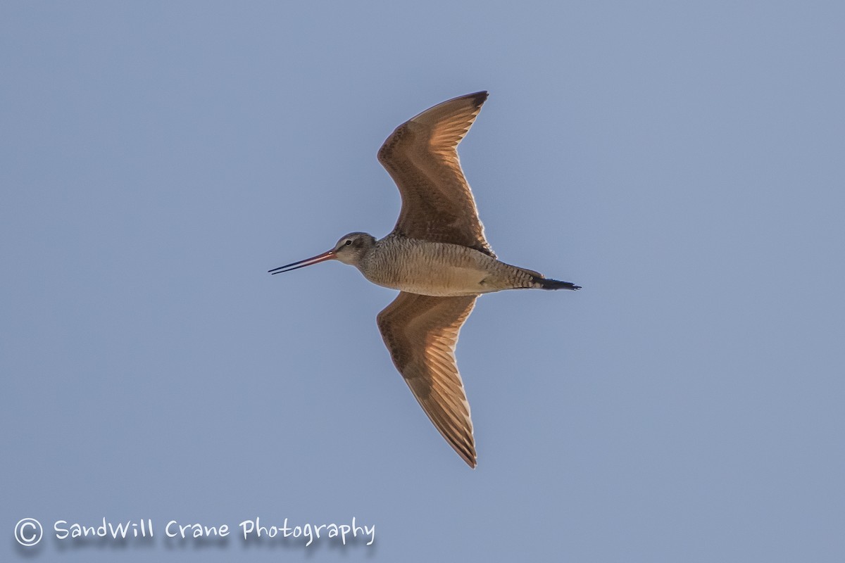 Marbled Godwit - ML230236391