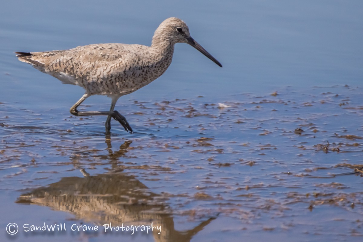 Willet - ML230236491