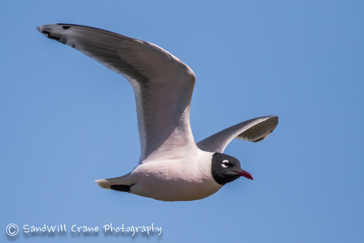 Franklin's Gull - Will Sebern