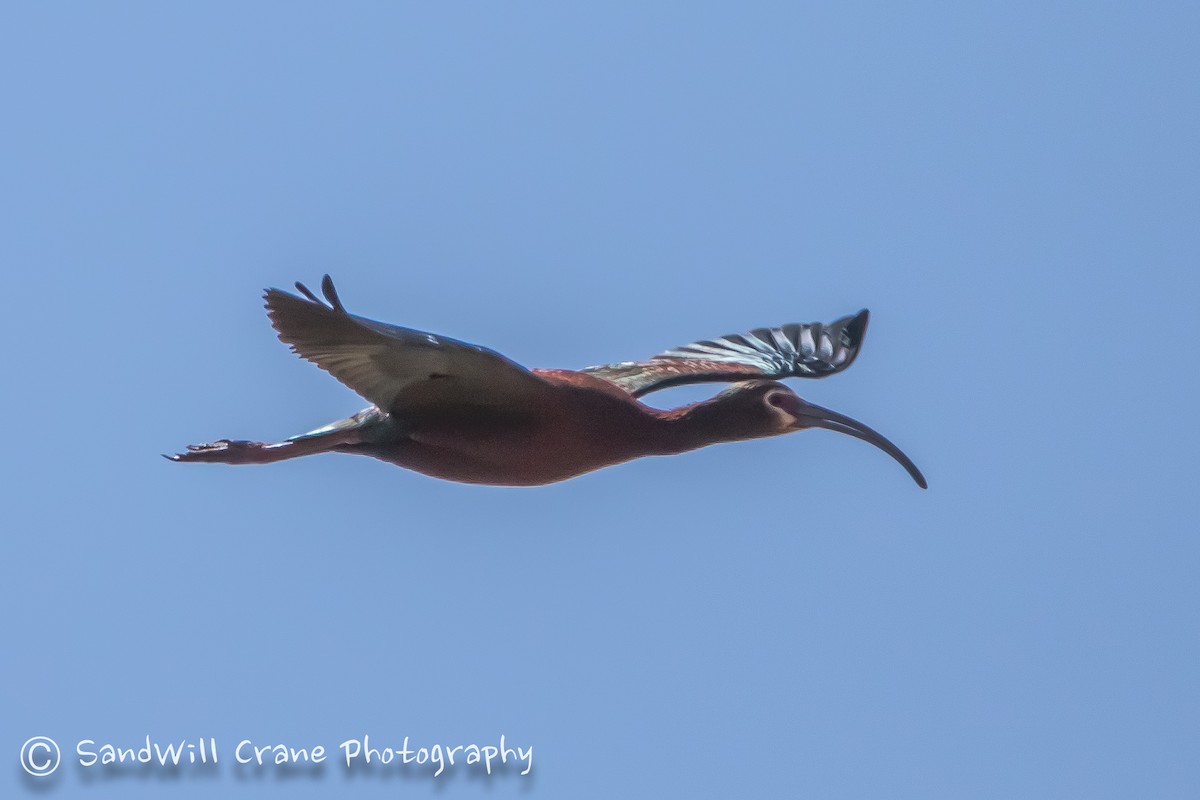 White-faced Ibis - ML230236771