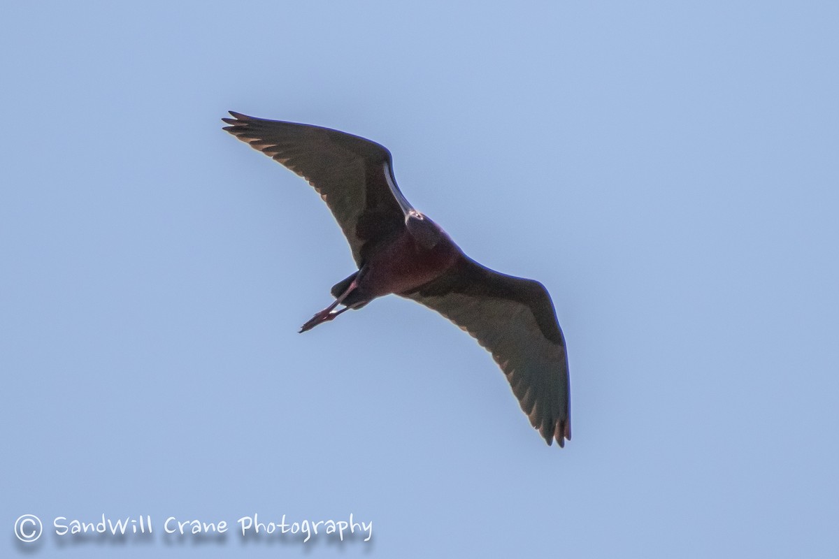 White-faced Ibis - ML230236821