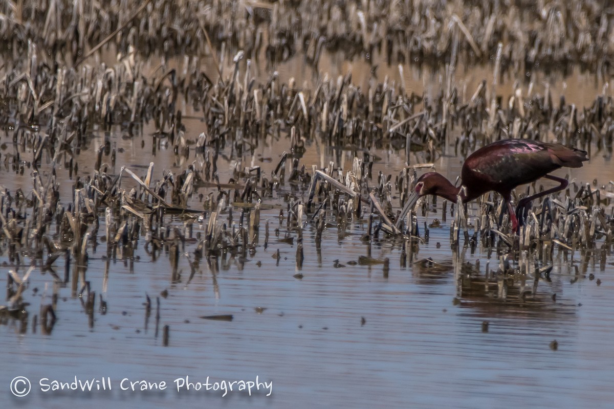 White-faced Ibis - ML230236861