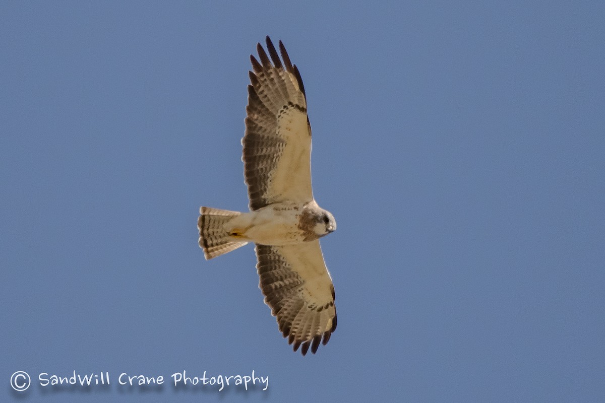 Swainson's Hawk - ML230236911