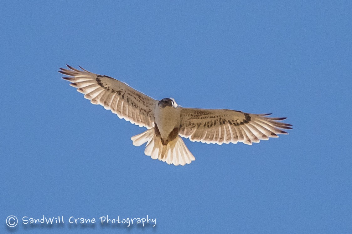 Ferruginous Hawk - ML230237021