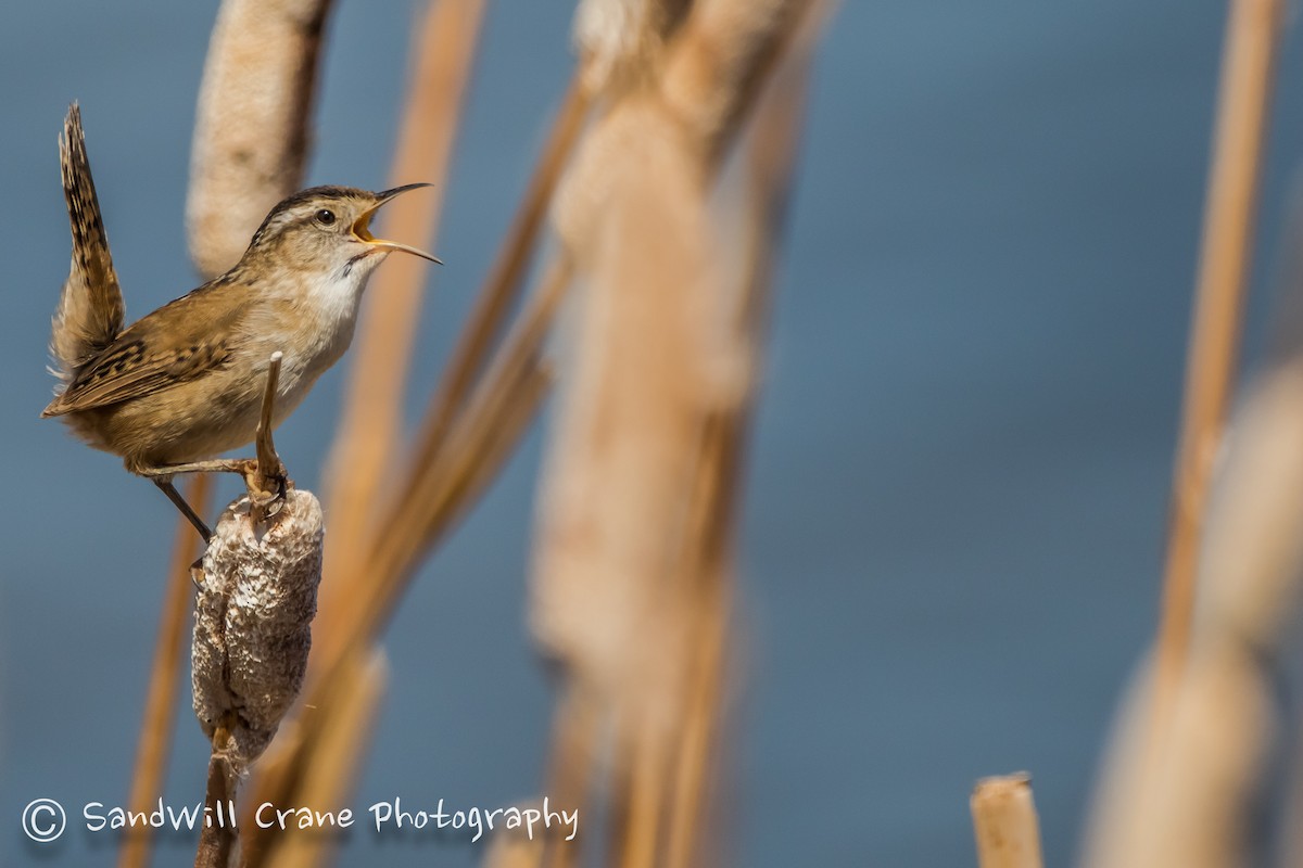 Marsh Wren - Will Sebern