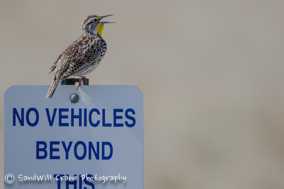 Western Meadowlark - ML230237481