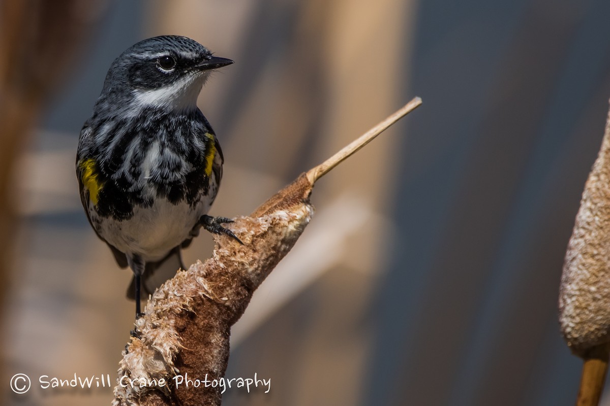 Yellow-rumped Warbler - ML230237631