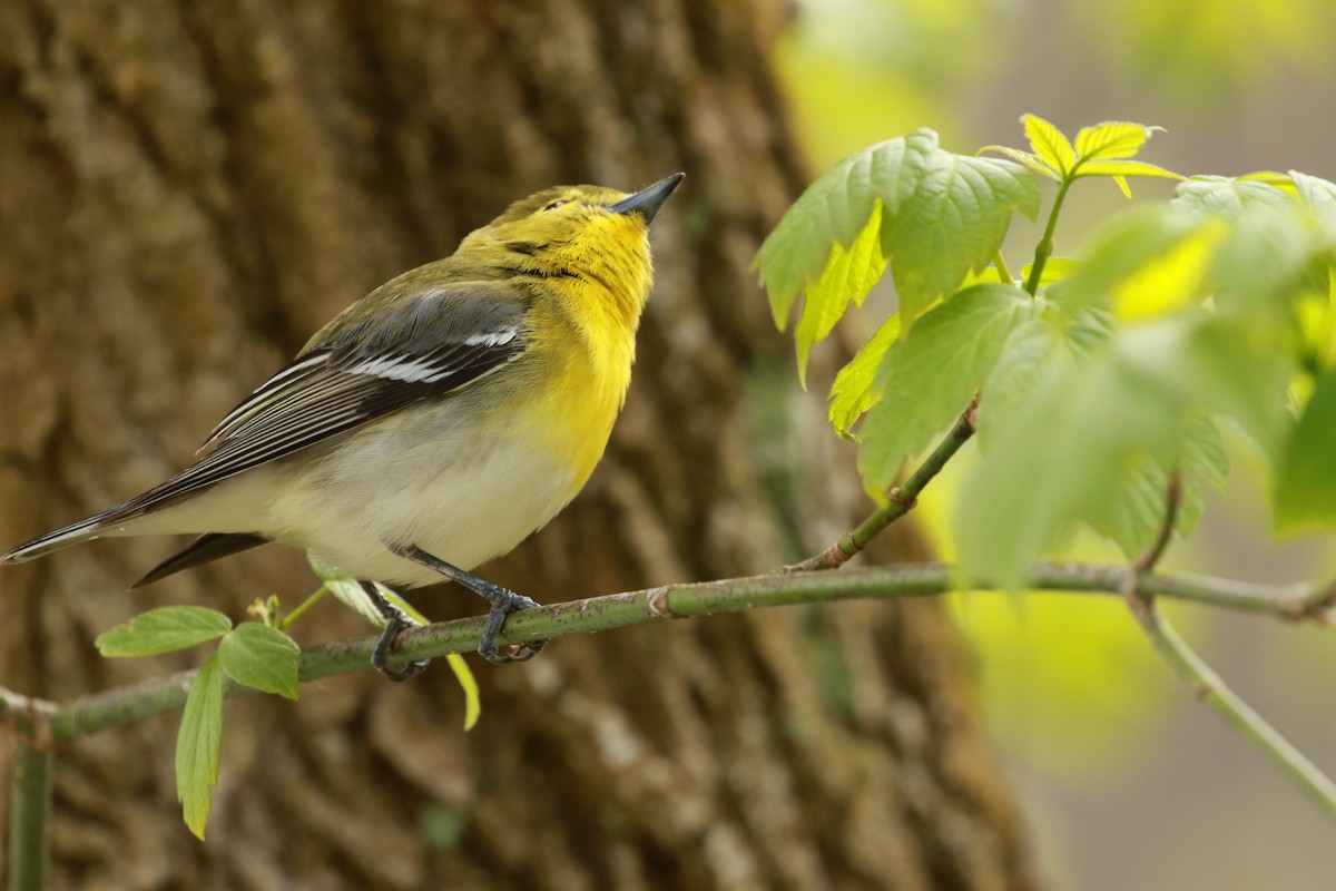 Yellow-throated Vireo - Michael Pogue