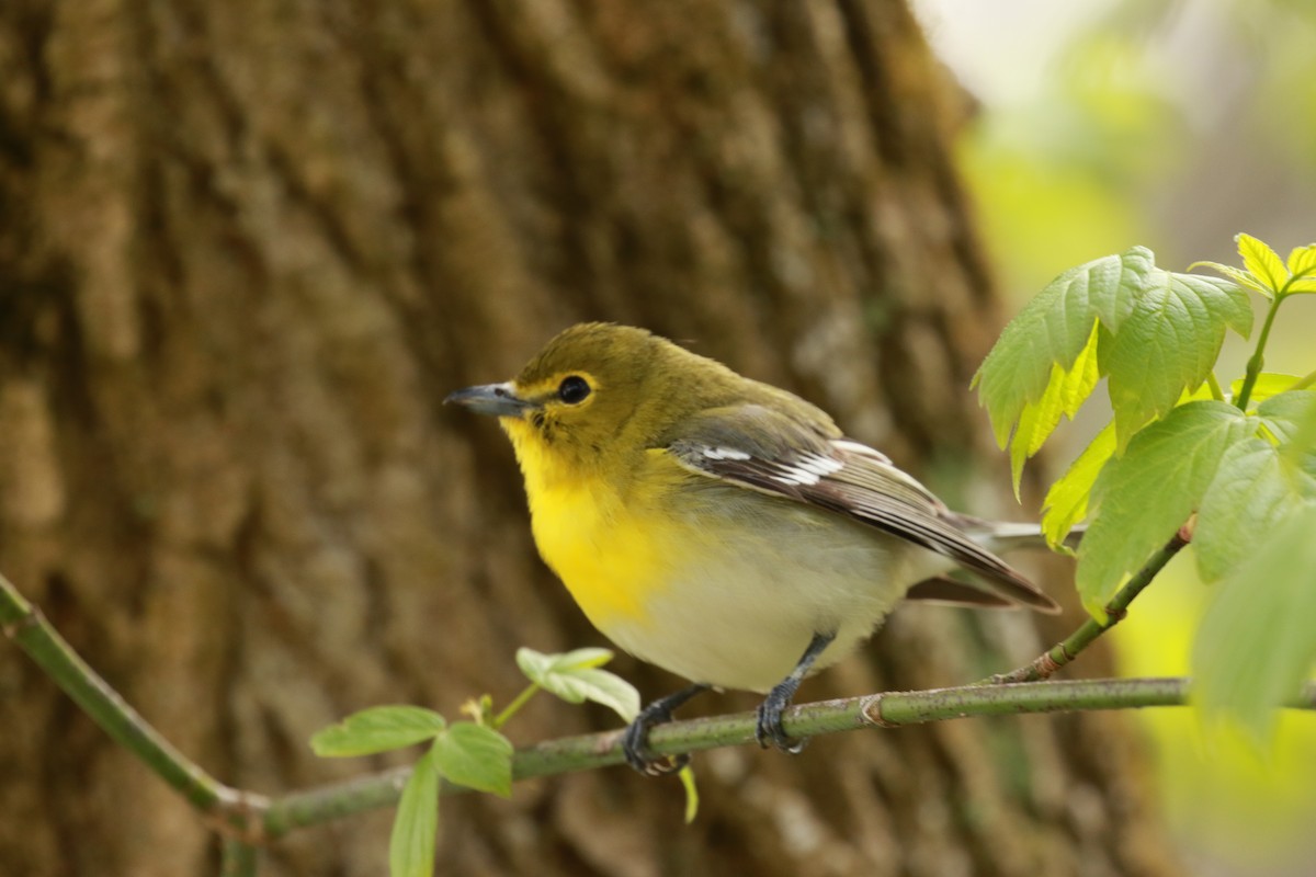 Yellow-throated Vireo - ML230238861