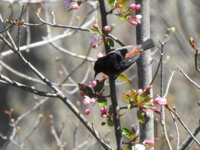 Orchard Oriole - ML230239041