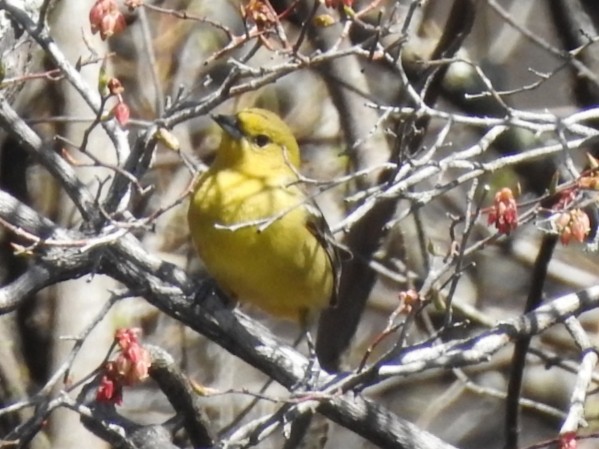 Orchard Oriole - ML230239051