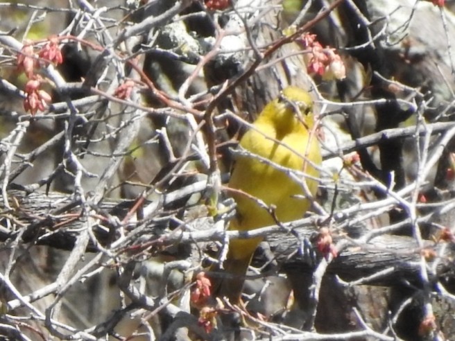 Orchard Oriole - ML230239061