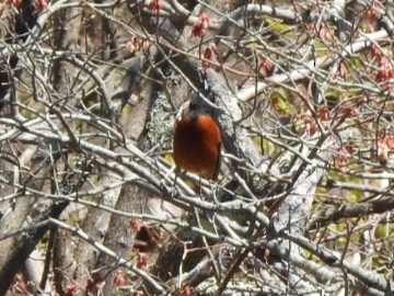 Orchard Oriole - ML230239071