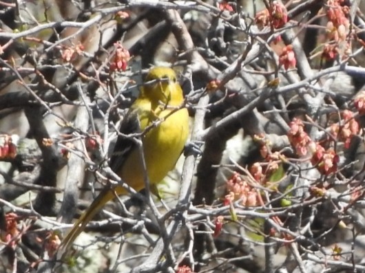 Orchard Oriole - ML230239081