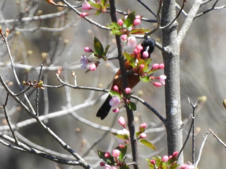 Orchard Oriole - ML230239091