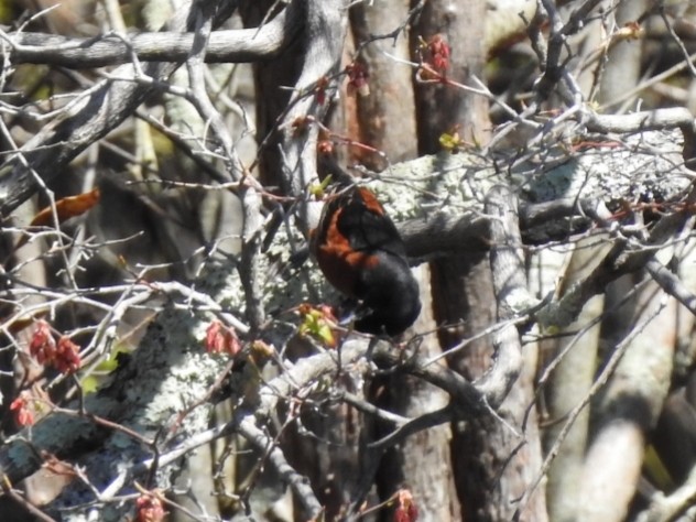 Orchard Oriole - ML230239121